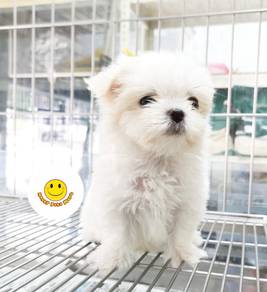 QWWE12033 Tiny Maltese puppy dog