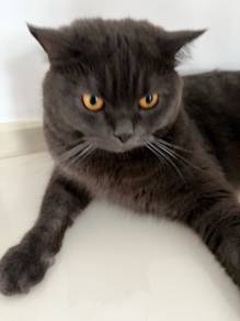 British Short Hair Cat