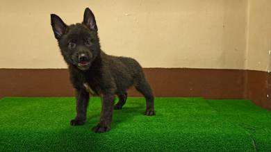 Dutch Shepherd puppies MKA Cert