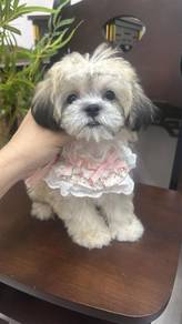 西施熊 女
Shichon
Father ： Bichon 
Mother ： Shi htzu
F
