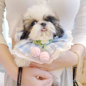 Shih Tzu