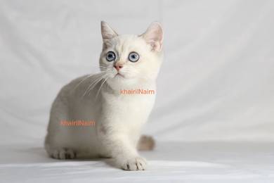 British Shorthair Male