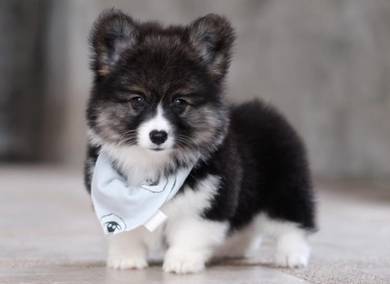 CORGI PUPPIES C182 🌻 cheeky Puppy Female