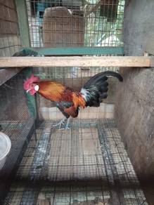 ayam hutan 