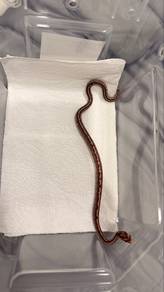 Ular Jagung (Corn Snake)