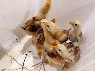 Anak ayam Penelur RIR