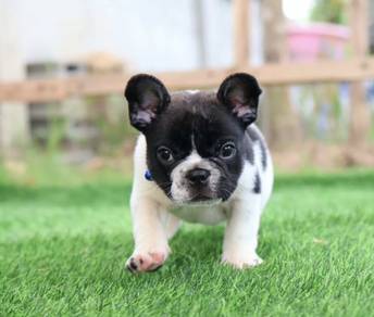 FRENCH BULLDOG PUPPIES VIP17🌻Cute Puppy Boy