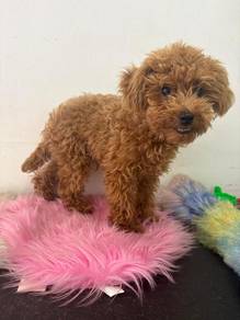Toy Poodle