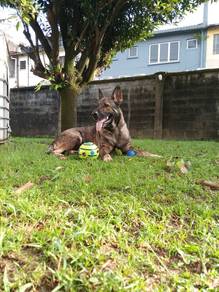 German Shepherd Female Sabel for sale