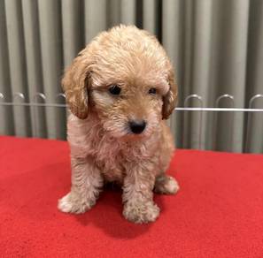 Maltipoo 