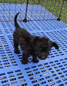 Poodle mixed Dachshund
