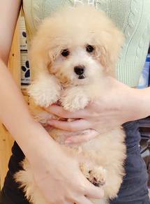 Maltipoo