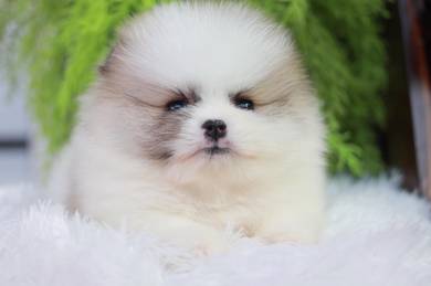 Pomeranian