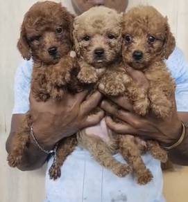 Toy poodle male female