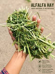 Alfalfa Hay Nutrisi Terbaik Untuk Sibulu