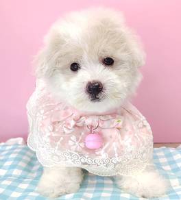 Maltipoo