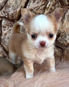 chihuahua puppies available 