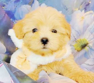 Maltipoo