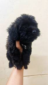 黑色泰迪女
Tiny Poodle
Female
F1
Dob : 2个月大