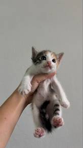 kitten free adopt
