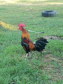 ayam hutan