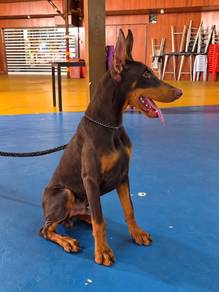 Male Doberman