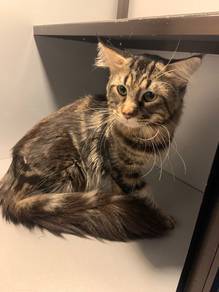 mainecoon