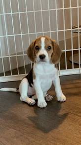 N2731 Fuzzy Beagle Pretty Tan Brow Little Puppy Do