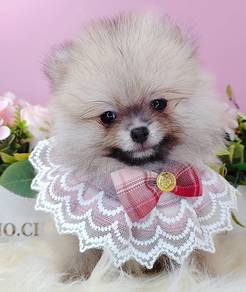 Pomeranian