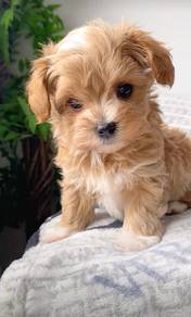 N8399 Downy Maltipoo Maltise Poodle  Puppy Dog