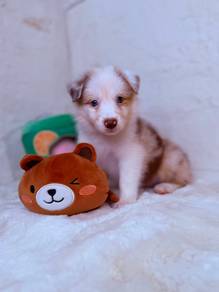 Border Collie