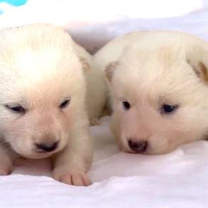 Shiba inu cream good quality