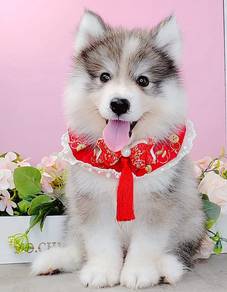 Husky