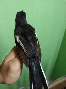 Taimong betina murai cacing/kampung