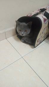 British Shorthair jantan 