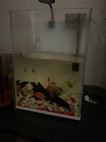 aquarium dgn ikan