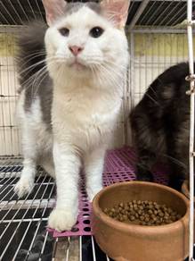 Mainecoone cat