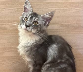 Mainecoon cat for sale