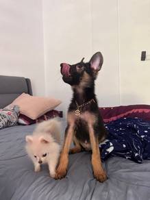 German Shepherd