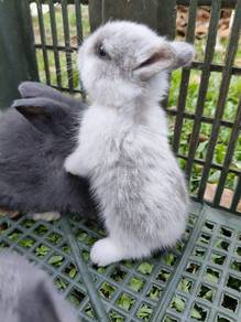 ND rabbit baby 🐇