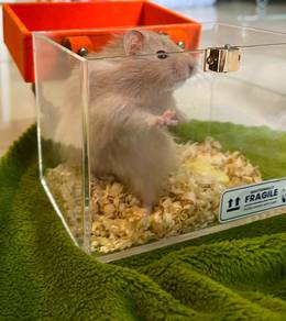 Healthy Pure Big Bone Dove Syrian Hamster