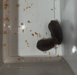 Hamster Robo Roborovski Blue Male & Female Pair