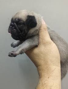 Pug