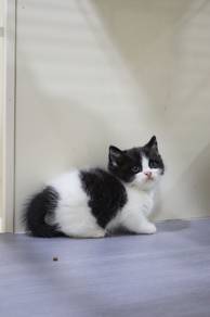 Munchkin supershort black white male