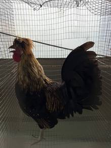 Ayam Poland jambul