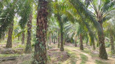 Agricultural Land in Baling, KDH