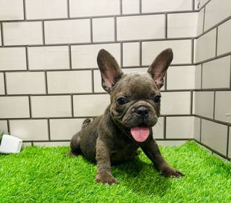 Frenchie blue female