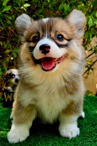 CORGI PUPPIES C178 🌻 Lovely Male Female