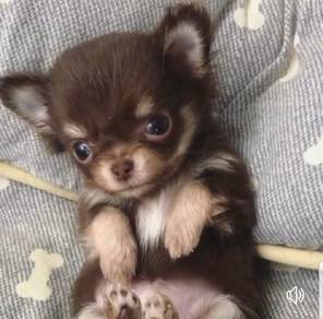 PP6505 Chihuahua very cute little puppy dog