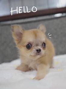 CHIHUAHUA PUPPIES VIP69🌷Head Apple Bonnie Dog